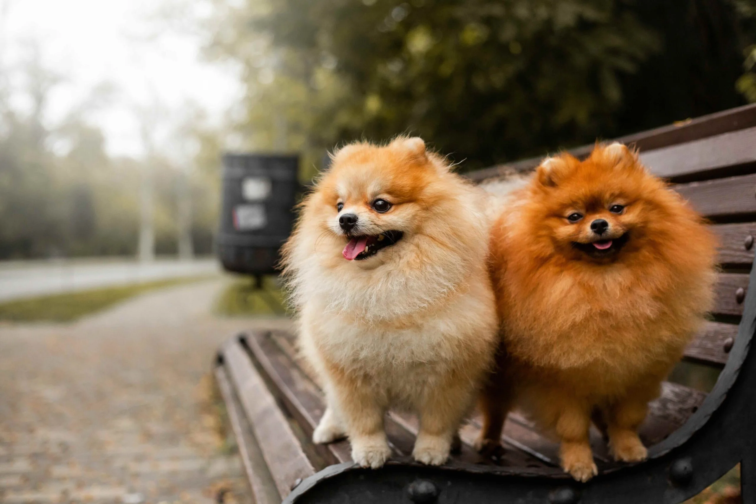 Pom puppies 2 bij Engel Pups